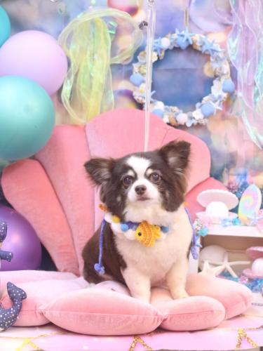 20240807アンジくん